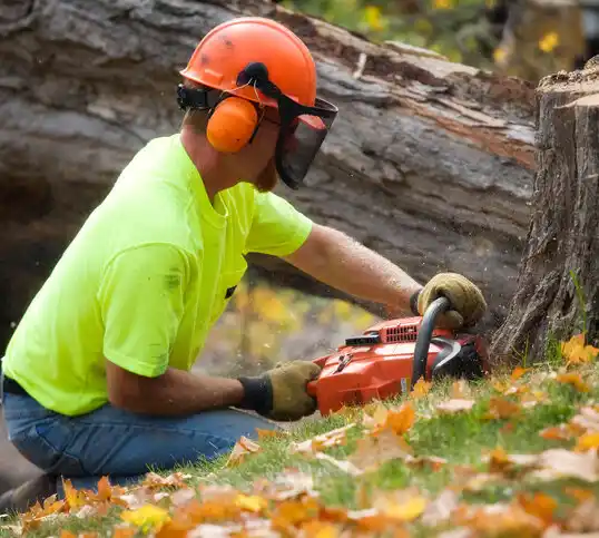 tree services Collingswood